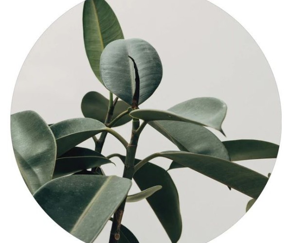 Интерьерный постер ECOLOGIQUE 